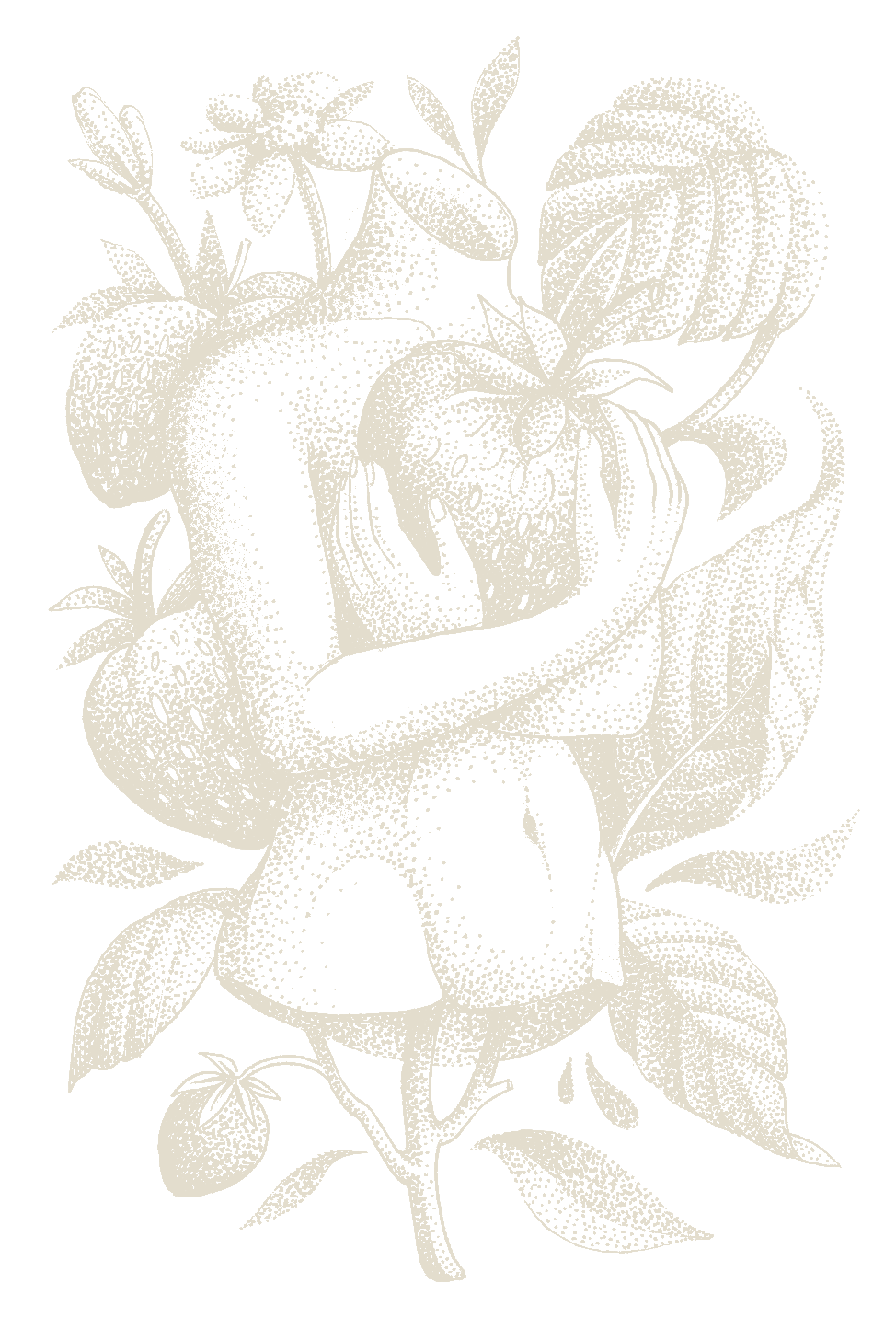 Vertrouwen